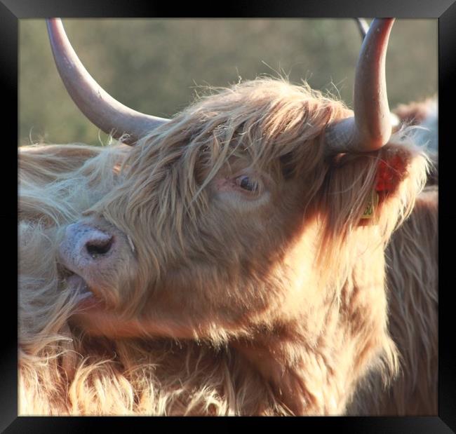 Highland cow Framed Print by Lisa Strange