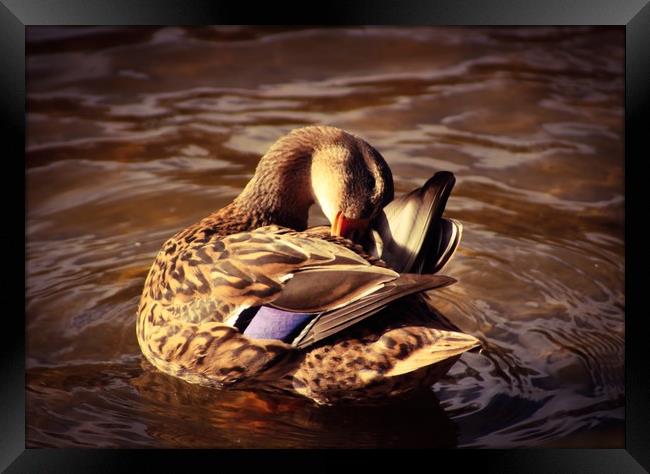 Mottled duck Framed Print by Lisa Strange