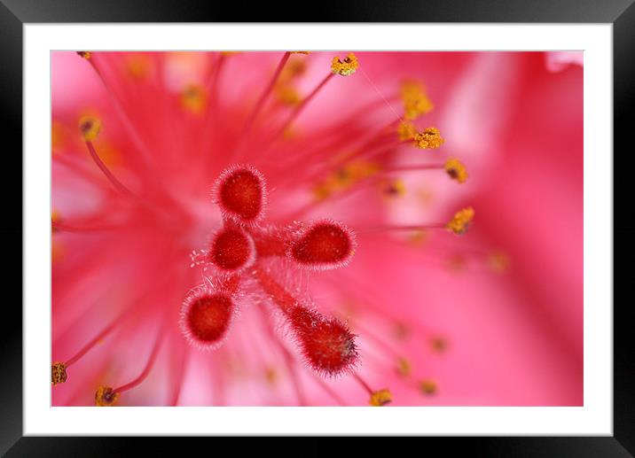 Beauty from within2144_86631 Framed Mounted Print by julie williams
