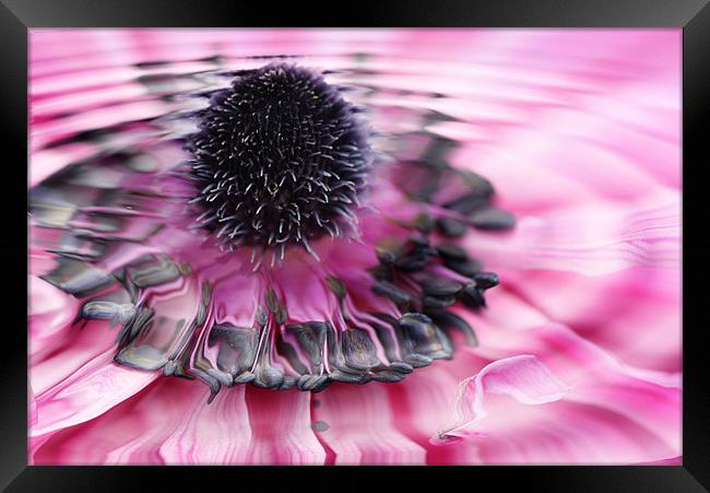 Water flower    2144_70767 Framed Print by julie williams