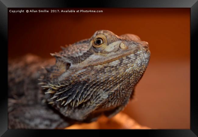 Bearded Dragon 1 Framed Print by Allan Smillie