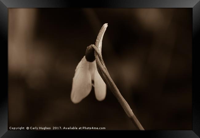 Solitary Snowdrop Framed Print by Carly Hodges