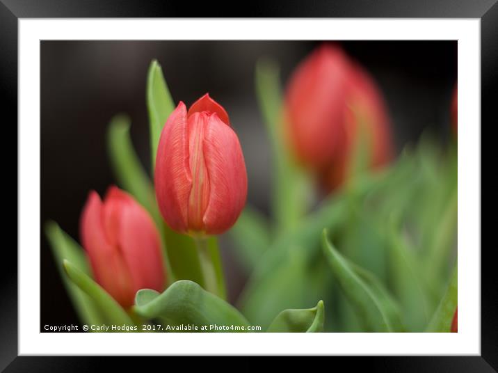 Vibrant Tulips Framed Mounted Print by Carly Hodges