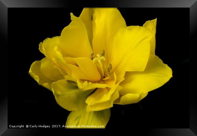 Bold and Bright Yellow Flower Framed Print by Carly Hodges