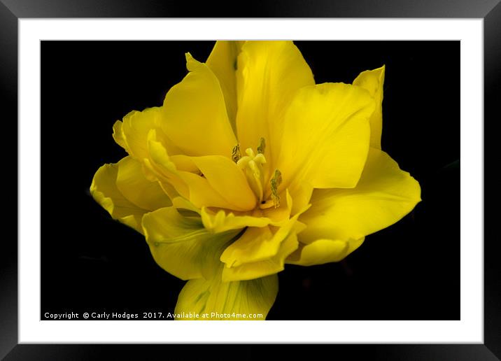 Bold and Bright Yellow Flower Framed Mounted Print by Carly Hodges
