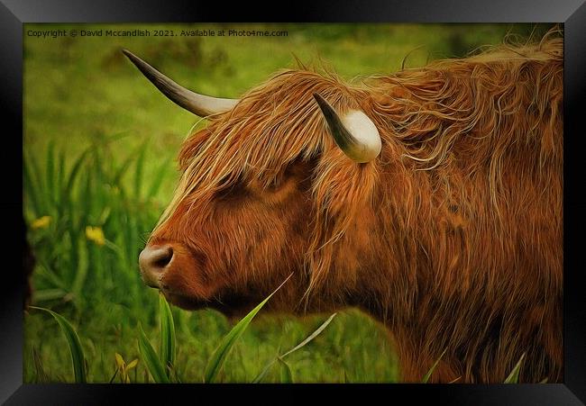 Highland cow Framed Print by David Mccandlish