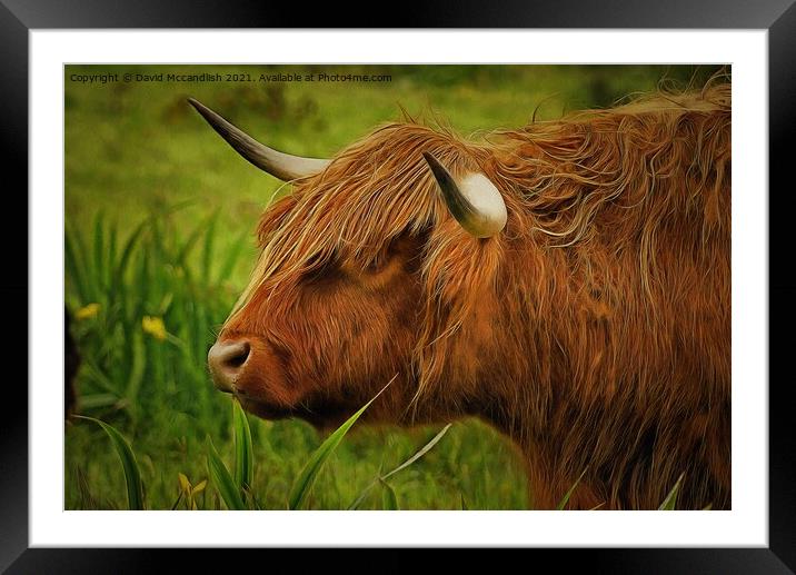 Highland cow Framed Mounted Print by David Mccandlish
