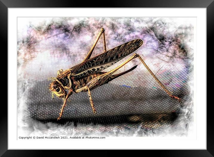 Grasshopper Framed Mounted Print by David Mccandlish