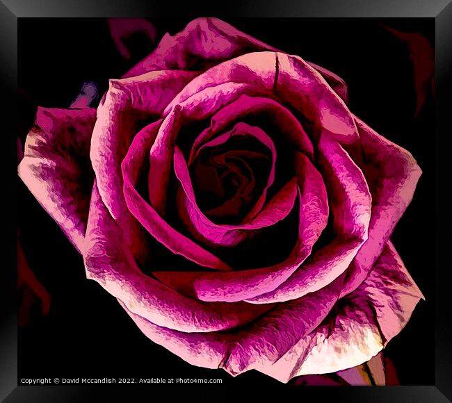 Rose and its Beauty Framed Print by David Mccandlish