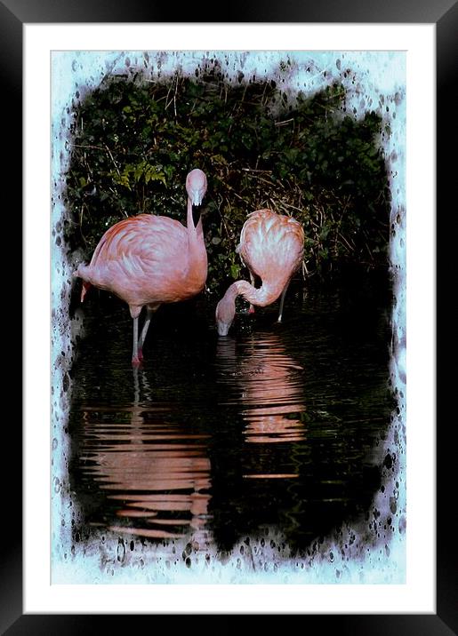 Pretty Flamingo Framed Mounted Print by David Mccandlish
