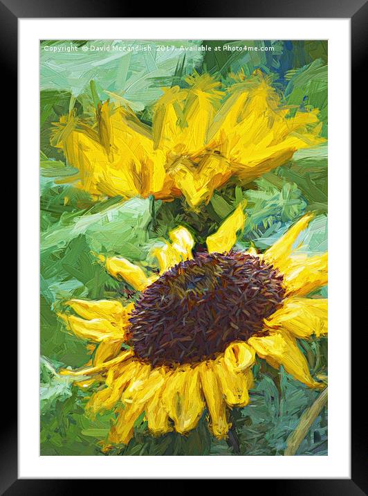 Sunflower Framed Mounted Print by David Mccandlish