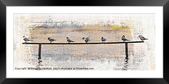 Terns at Rest Framed Mounted Print by David Mccandlish