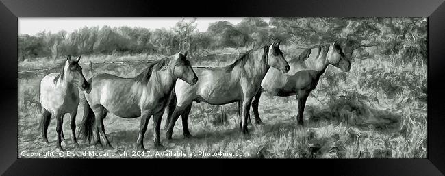 Konik Ponies Framed Print by David Mccandlish
