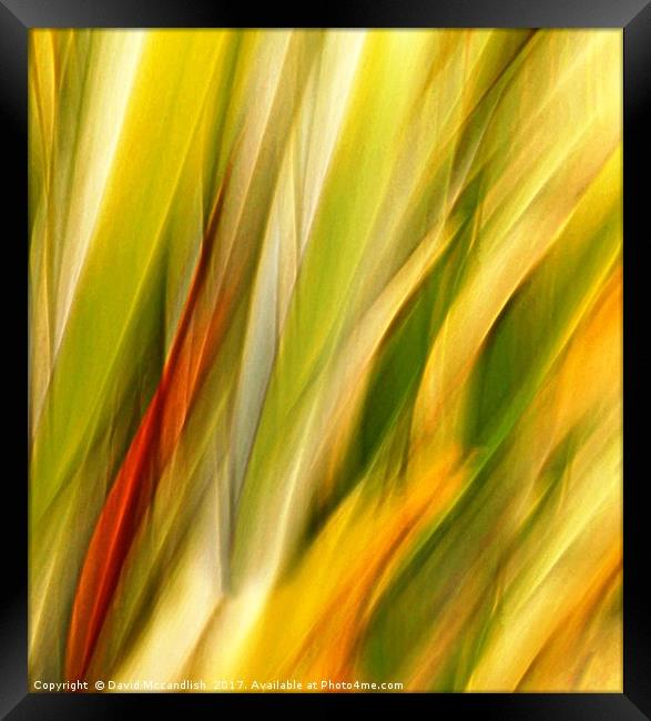 Flax Leaves in Motion Framed Print by David Mccandlish