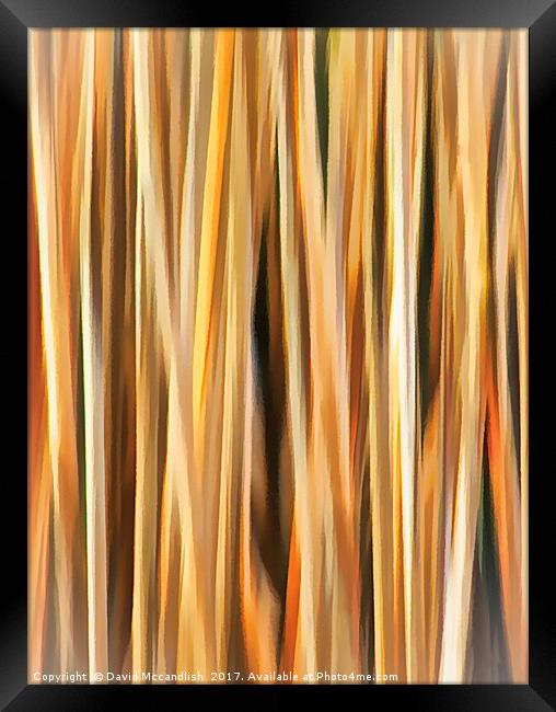 Flax Leaves                     Framed Print by David Mccandlish