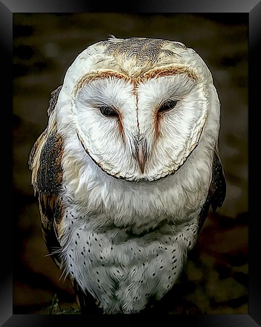 Barn Owl Framed Print by David Mccandlish