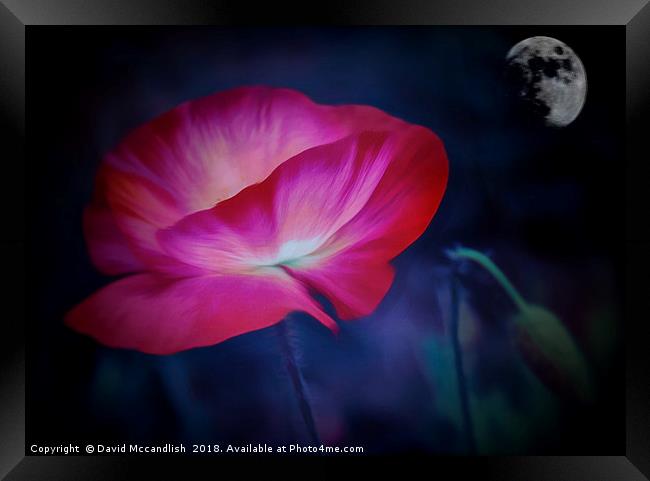  Poppy and Moon                               Framed Print by David Mccandlish