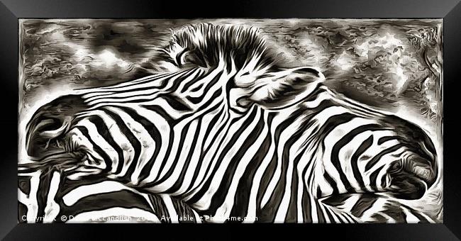 A Tale of Two Zebras Framed Print by David Mccandlish