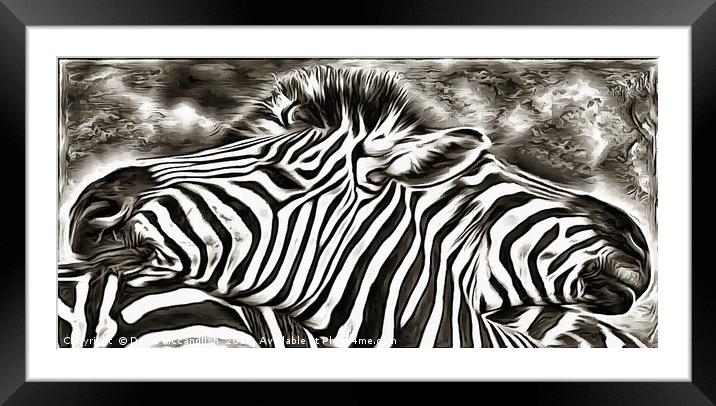 A Tale of Two Zebras Framed Mounted Print by David Mccandlish