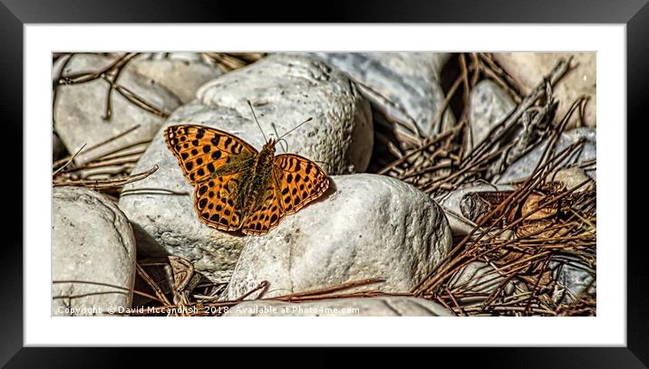         Pearl Bordered Fritillary                  Framed Mounted Print by David Mccandlish