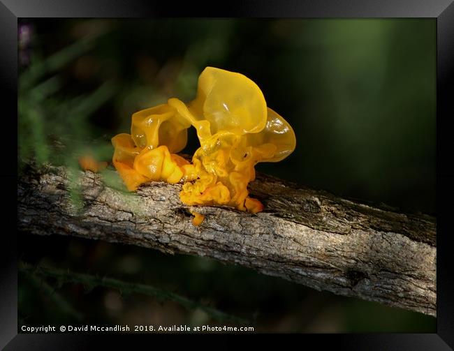 Witch's Butter Fungi                   Framed Print by David Mccandlish
