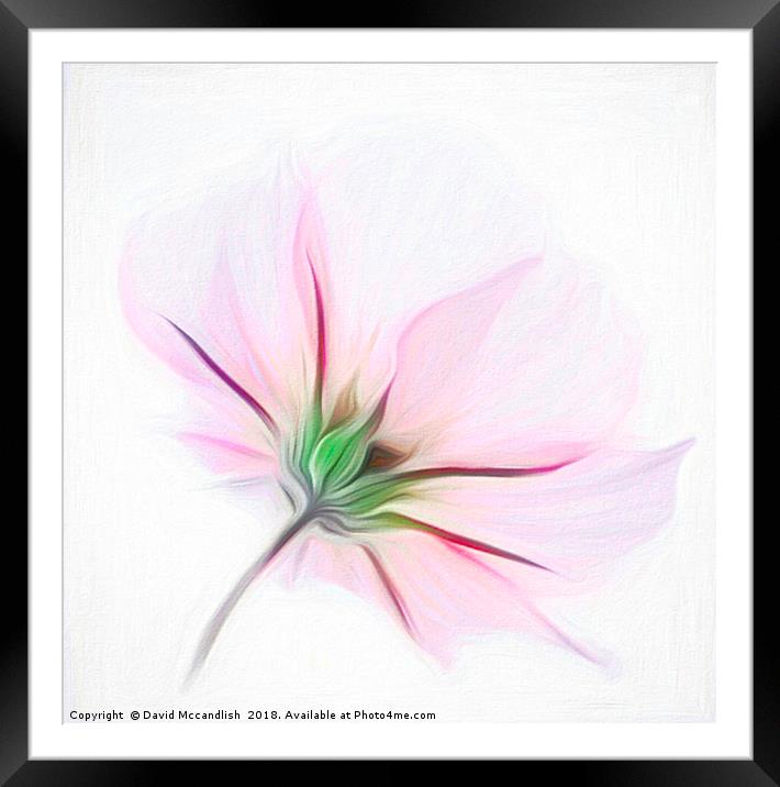Delicate Pink Cosmos           Framed Mounted Print by David Mccandlish
