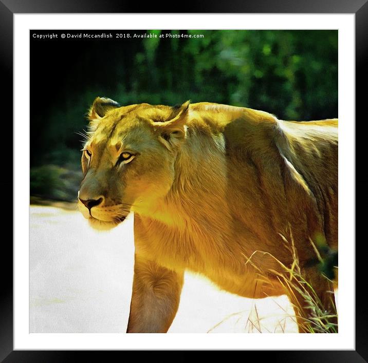 Lioness on the Prowl Framed Mounted Print by David Mccandlish