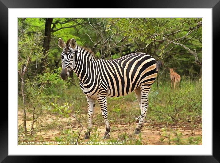 Zebra Foal Framed Mounted Print by David Mccandlish