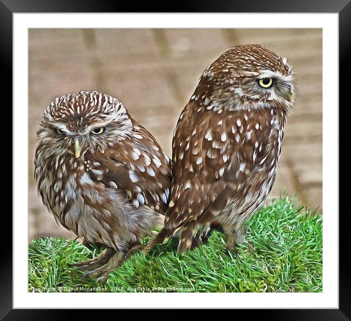 Little Owl Pair Framed Mounted Print by David Mccandlish