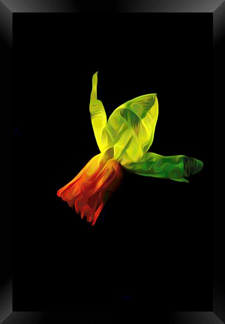 Lonely as a Daffodil                 Framed Print by David Mccandlish