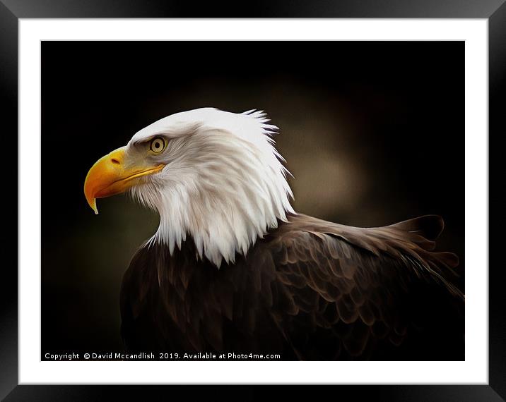 American Bald Eagle Framed Mounted Print by David Mccandlish