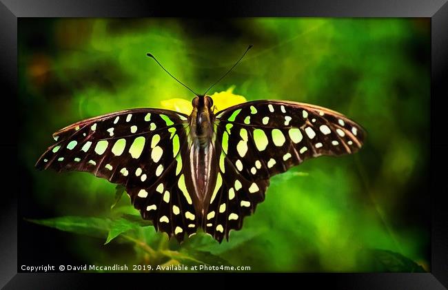 Green Spotted Triangle Butterfly Framed Print by David Mccandlish