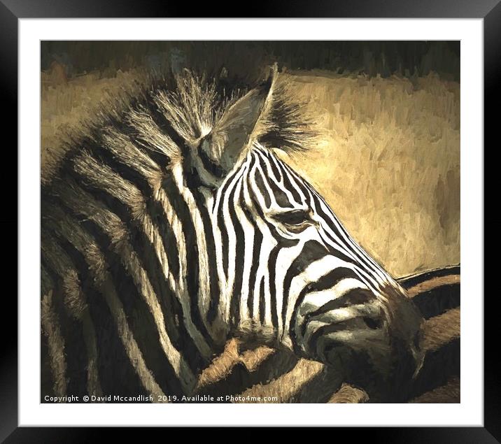Zebra Relaxed Framed Mounted Print by David Mccandlish