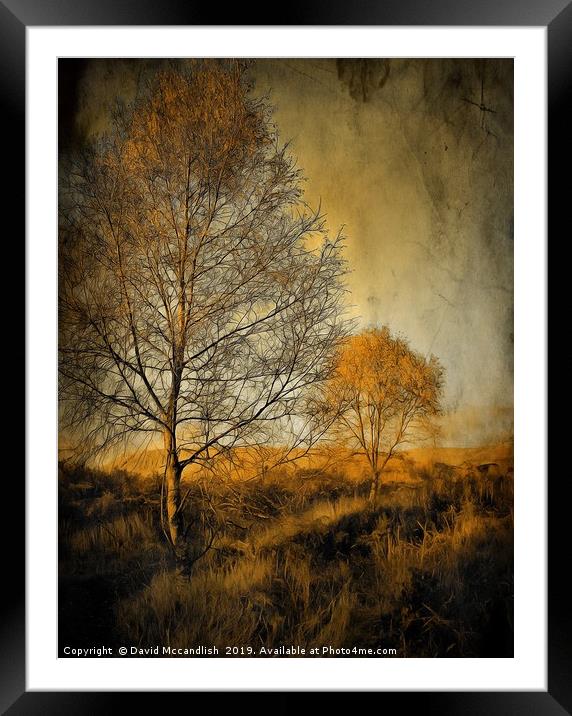 Birch trees on Ardinning Moor 2 Framed Mounted Print by David Mccandlish
