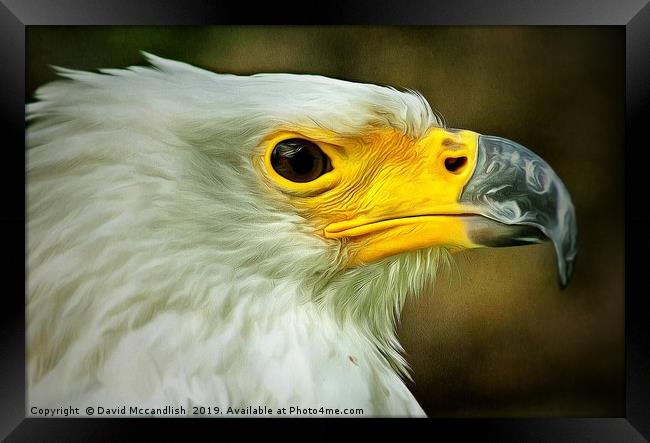 American Bald Eagle Framed Print by David Mccandlish