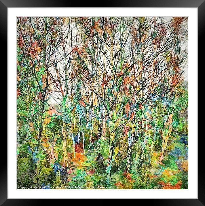 Birch with Colour Framed Mounted Print by David Mccandlish