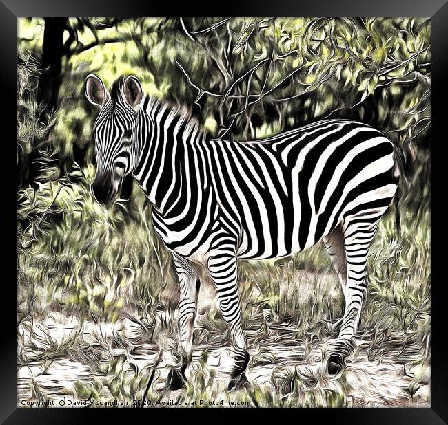 Zebra Foal Framed Print by David Mccandlish