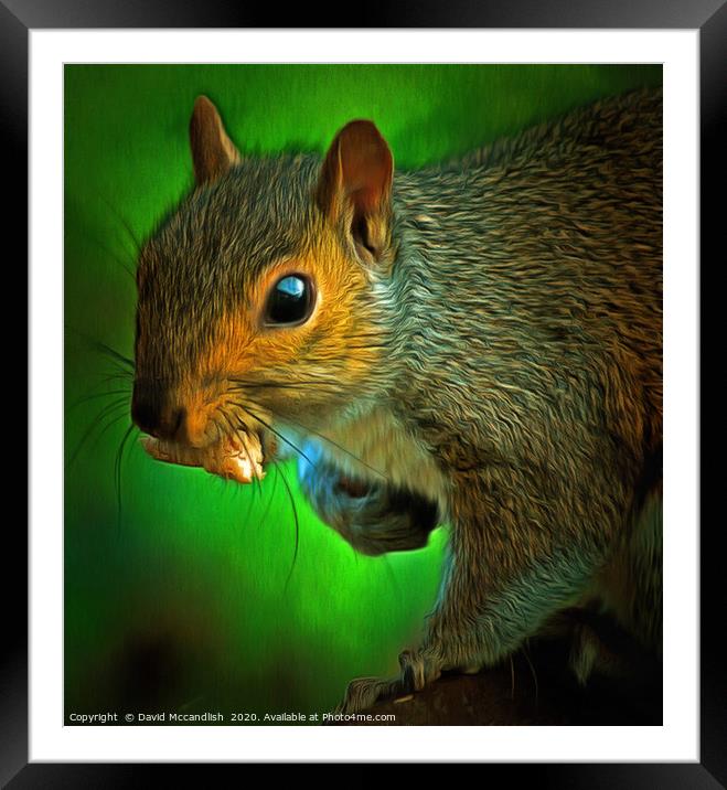Squirrels Takeaway Framed Mounted Print by David Mccandlish