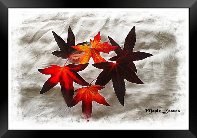 Maple leaves Framed Print by David Mccandlish