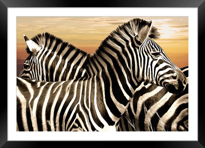 Zebra at rest Framed Mounted Print by David Mccandlish