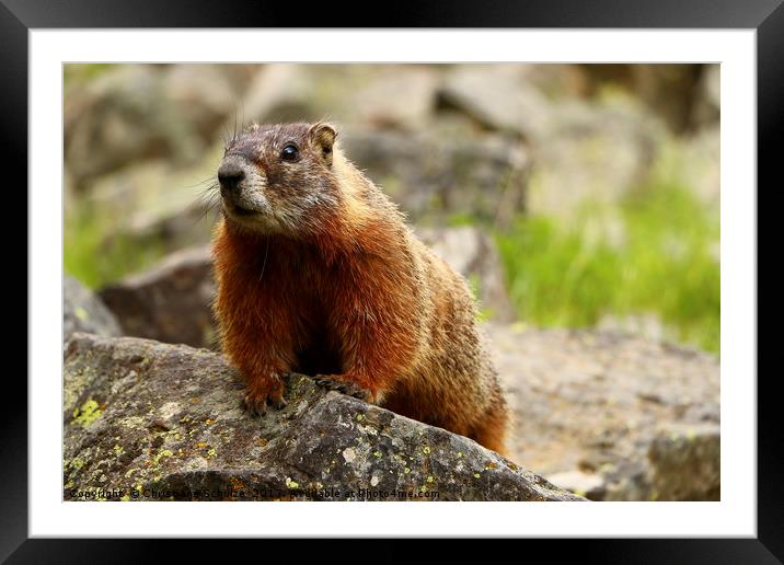 Marmot On The Rock  Framed Mounted Print by Christiane Schulze