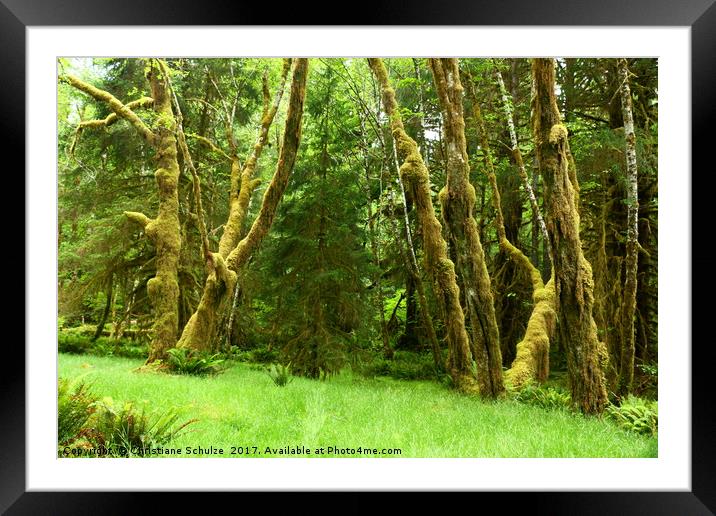 Lush Rain Forest  Framed Mounted Print by Christiane Schulze