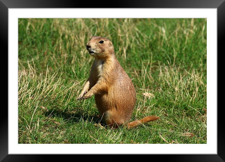 Black-Tailed Prairie Dog  Framed Mounted Print by Christiane Schulze