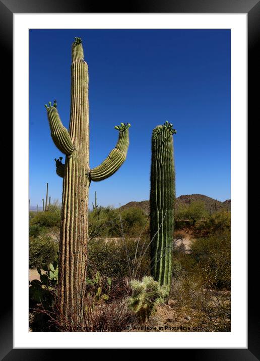 In The Sonoran Desert Framed Mounted Print by Christiane Schulze