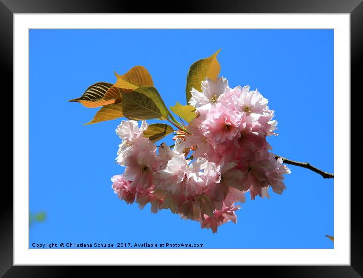 Spring Is In The Air Framed Mounted Print by Christiane Schulze