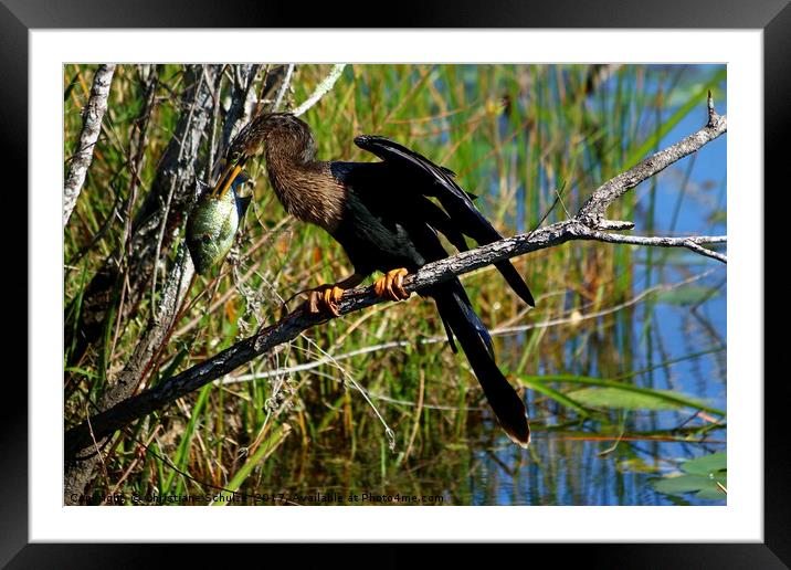 A Darters Meal Framed Mounted Print by Christiane Schulze