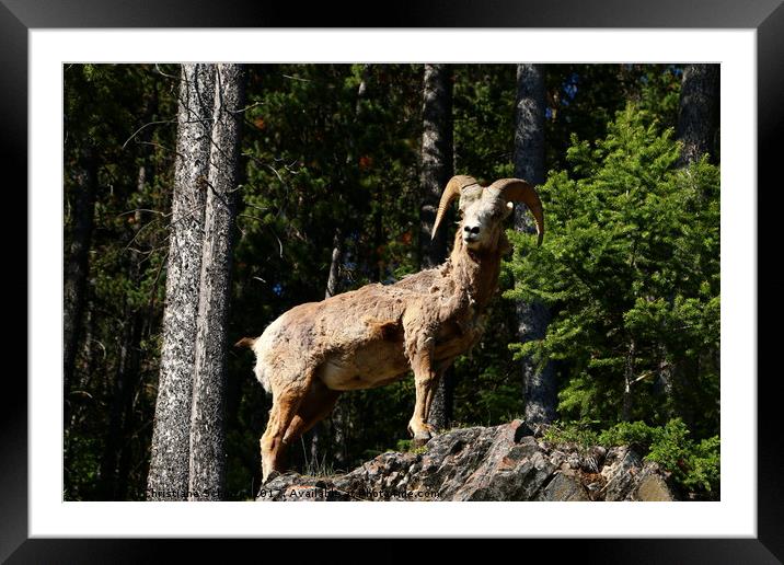 Stay On Top Of Things Framed Mounted Print by Christiane Schulze