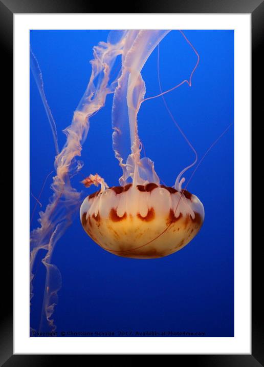 Medusa Jellyfish  Framed Mounted Print by Christiane Schulze