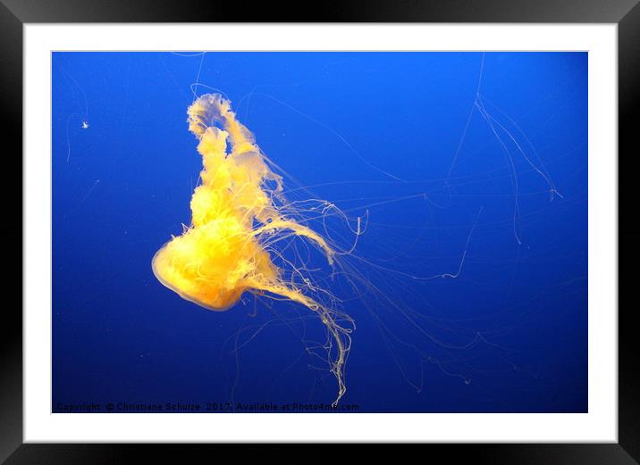 Egg - Yolk Jellyfish Framed Mounted Print by Christiane Schulze