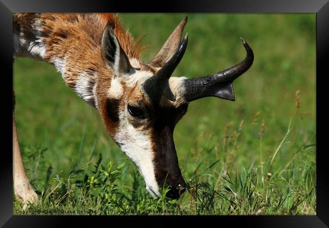Pronghorn Antelope Portrait Framed Print by Christiane Schulze